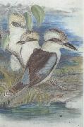 John Gould Great Brown Kingfisher (Dacelo gigantiea) oil
